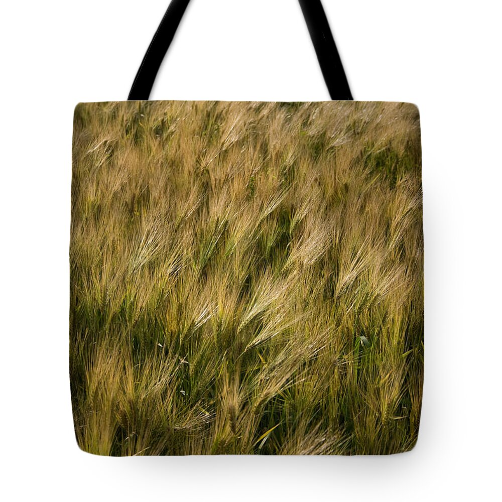 Changing Wheat Tote Bag featuring the photograph Changing Wheat by Dylan Punke