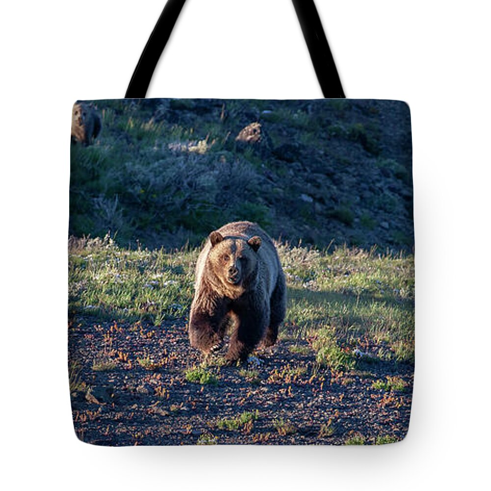 Grizzly Bear Tote Bag featuring the photograph Charging Grizzly by Mark Miller