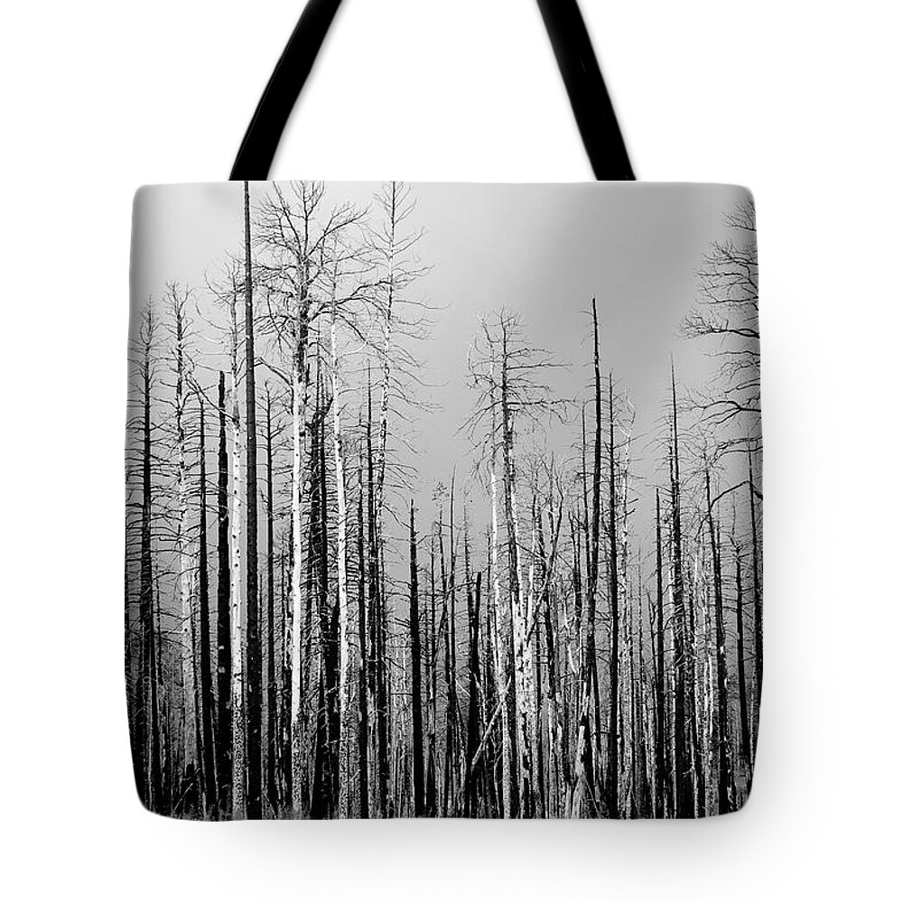 Charred Tote Bag featuring the photograph Charred Trees by James BO Insogna