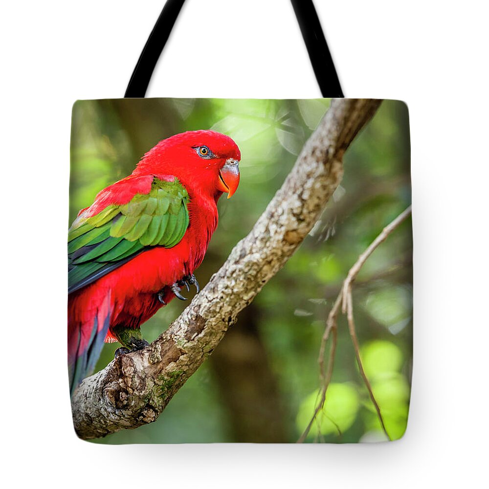 Plettenberg Bay Tote Bag featuring the photograph Chattering Lory by Alexey Stiop