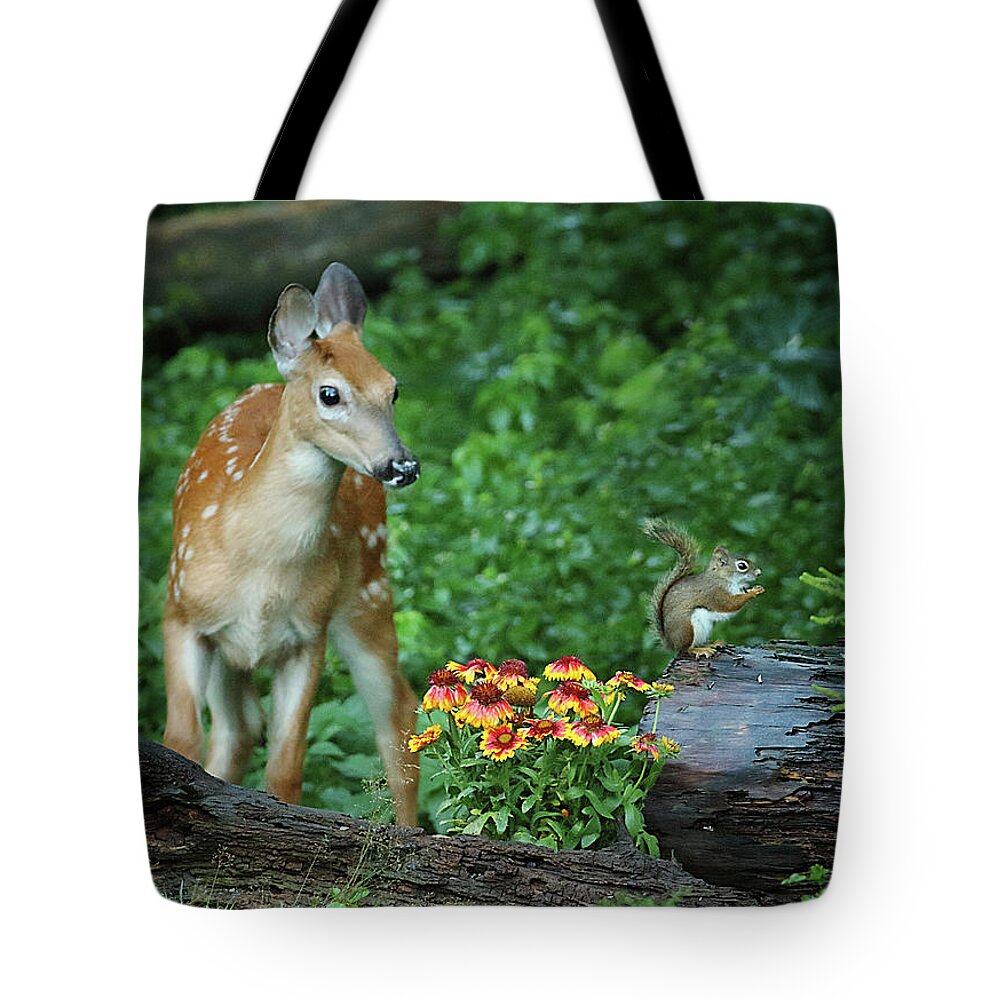 Deer Tote Bag featuring the photograph Checking Out the Squirrel by Duane Cross