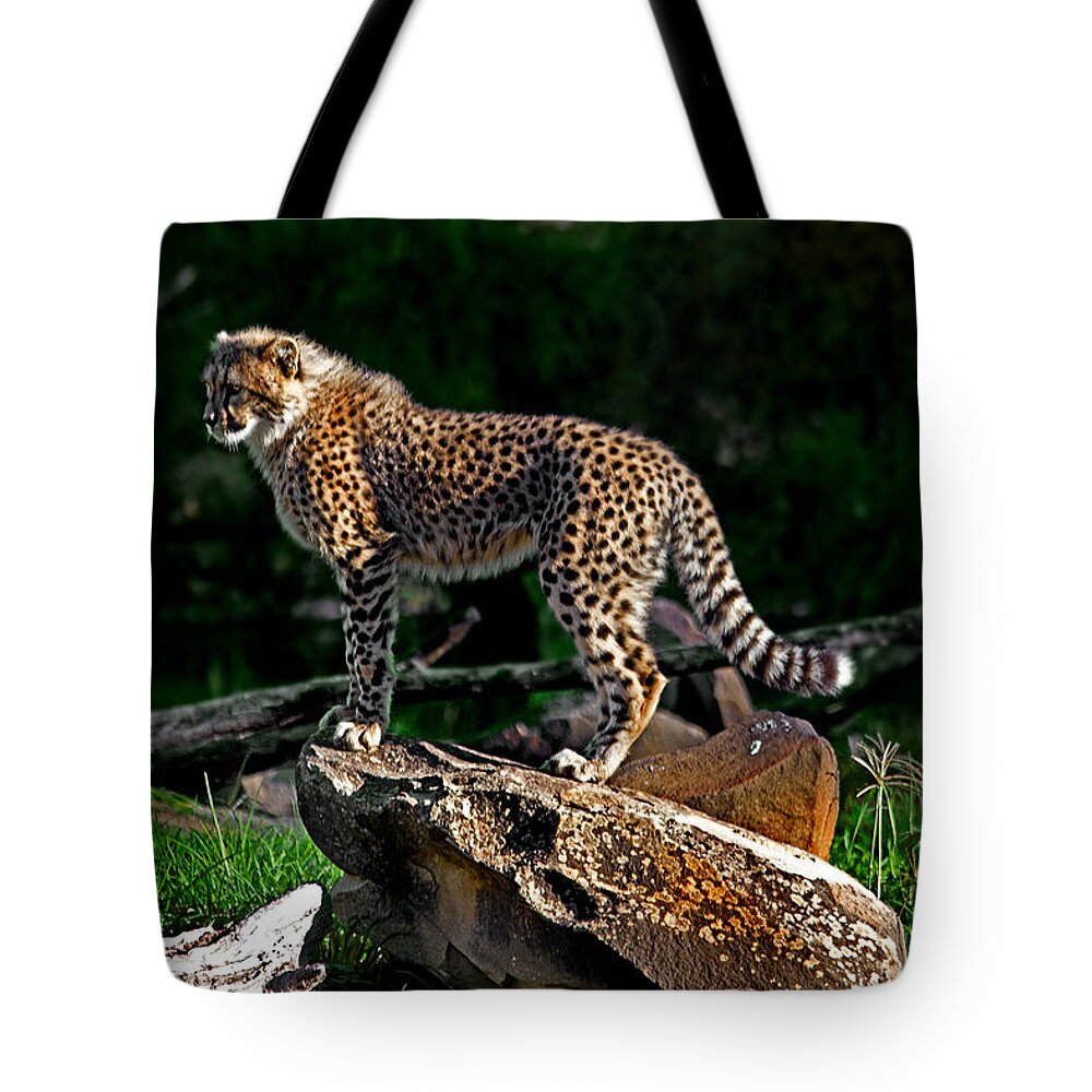 #cheetah Tote Bag featuring the photograph Cheetah cub finds her pride rock by Miroslava Jurcik