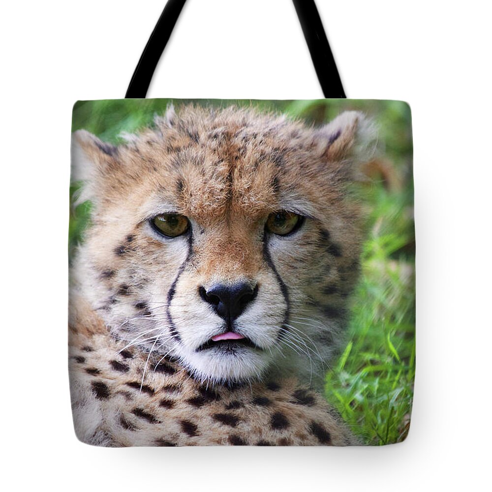 Photography Tote Bag featuring the photograph Cheetah by MGL Meiklejohn Graphics Licensing