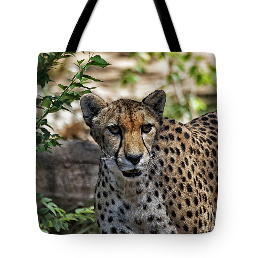 Cheetah Tote Bag featuring the photograph Cheetah on the prowl by Ruth Jolly