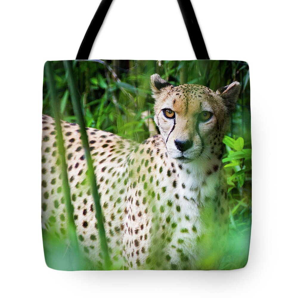 Big Cat Tote Bag featuring the photograph Cheetah by SR Green
