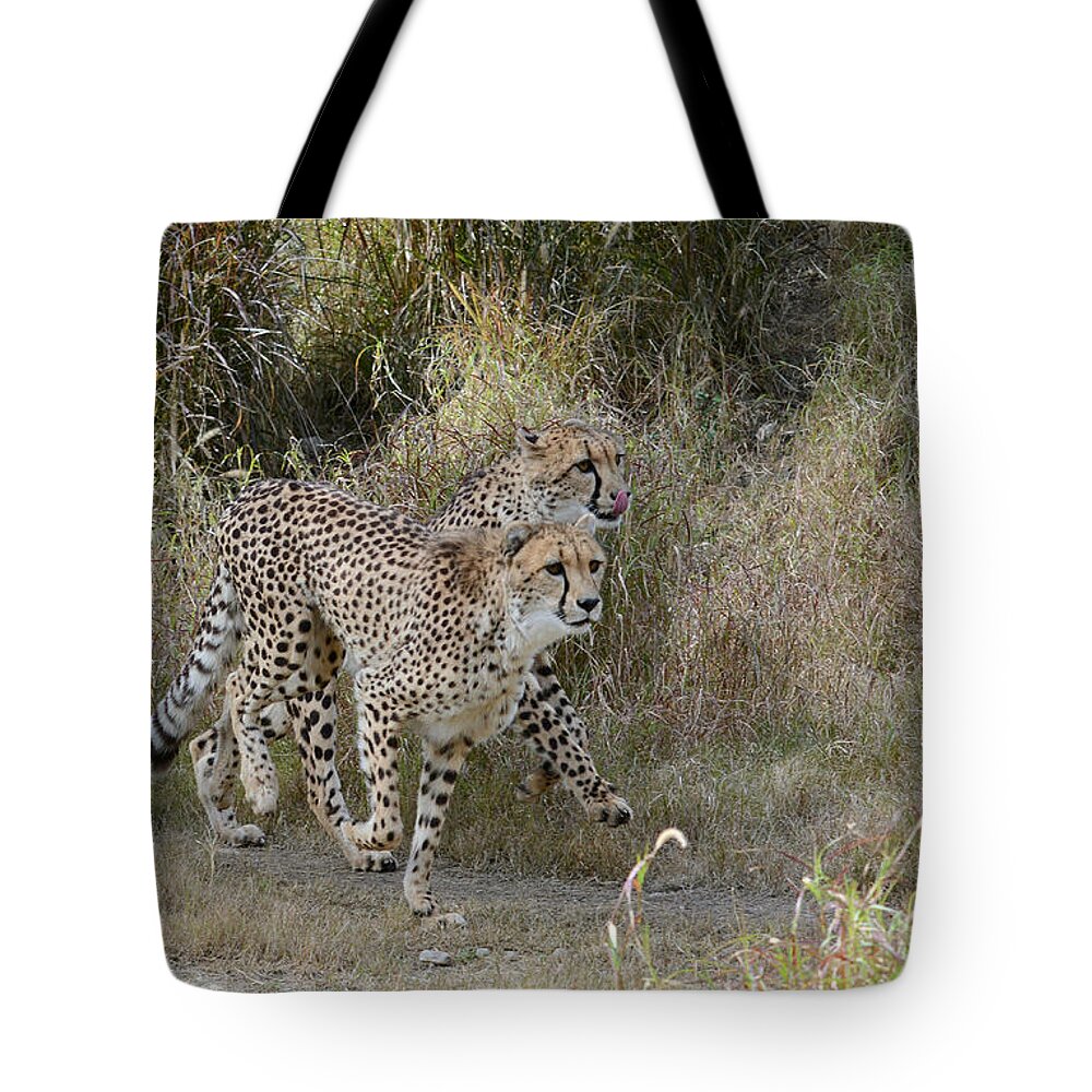 Cheetahs Tote Bag featuring the photograph Cheetah Trot by Fraida Gutovich