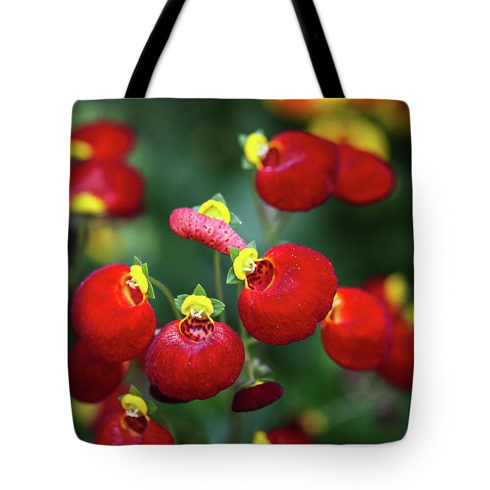Chelsea Flower Show 2012 Red Flowers Yellow Morning Green Plants London Uk England Britain Tote Bag featuring the photograph Chelsea Red by Ross Henton