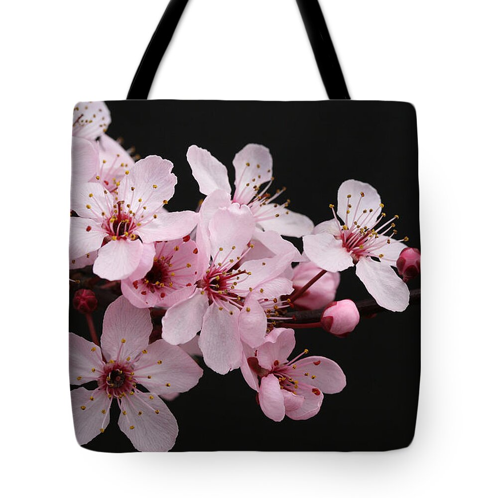 Plum Extract Tote Bag featuring the photograph Cherry Blossom Dazzler by Tammy Pool