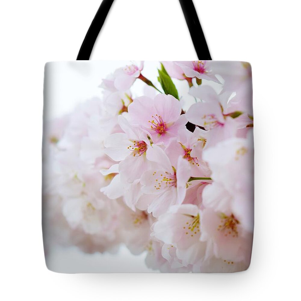 Cherry Blossom Tote Bag featuring the photograph Cherry Blossom Focus by Nicole Lloyd
