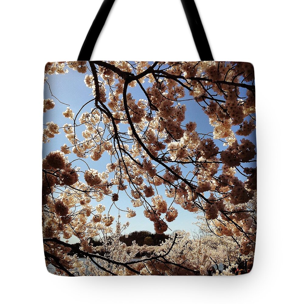 Cherry Blossoms Tote Bag featuring the photograph Cherry Blossoms DC 3 by Will Felix