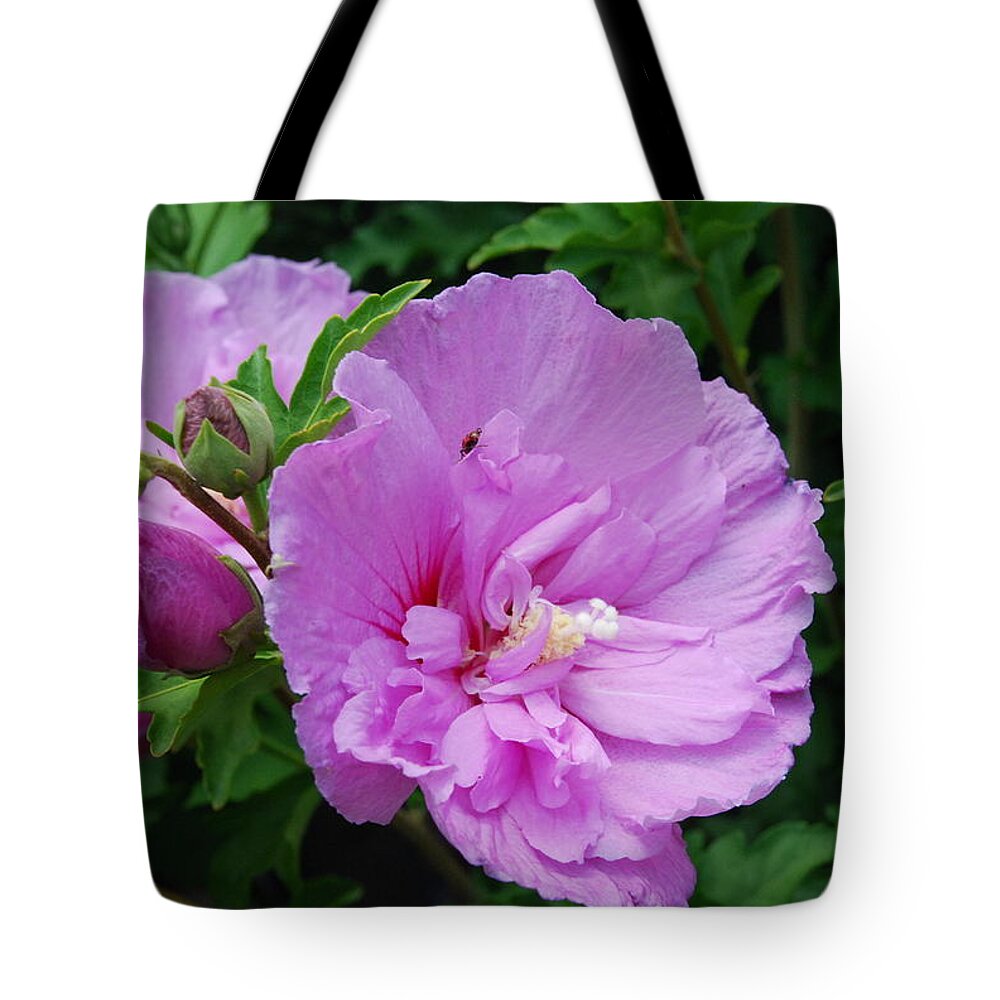 Pink Flowers Tote Bag featuring the photograph Cherry Blossoms by Ee Photography
