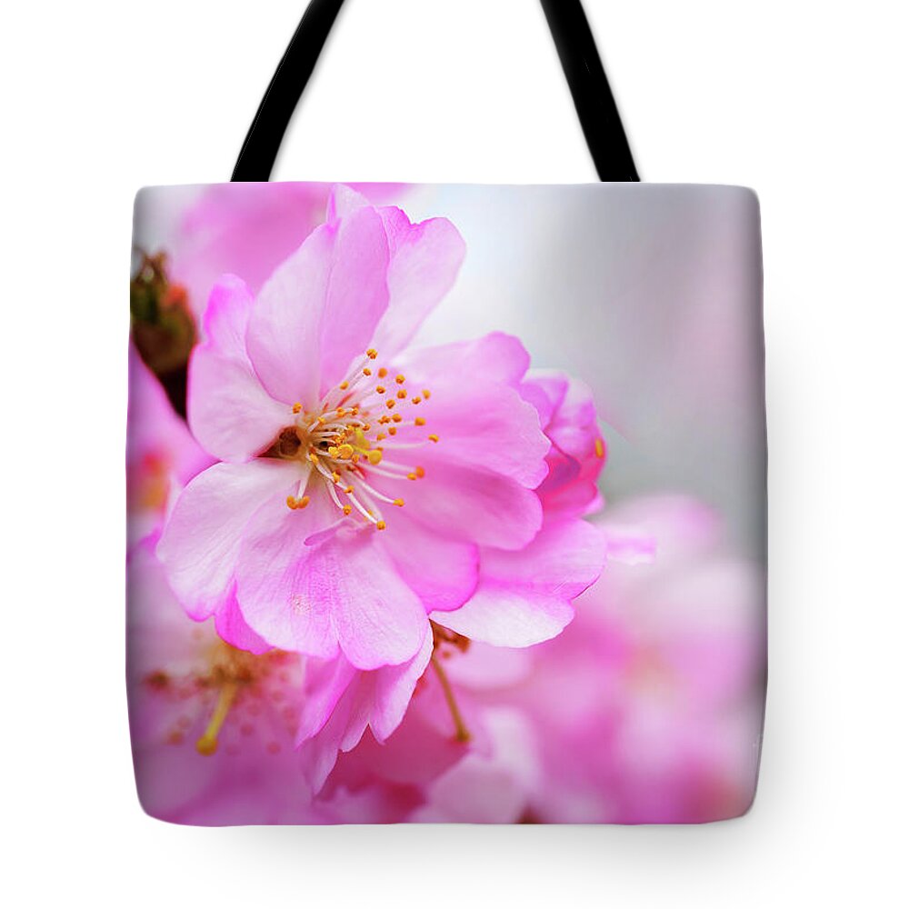 Cherry Blossoms Sweet Pink Tote Bag for Sale by Regina Geoghan