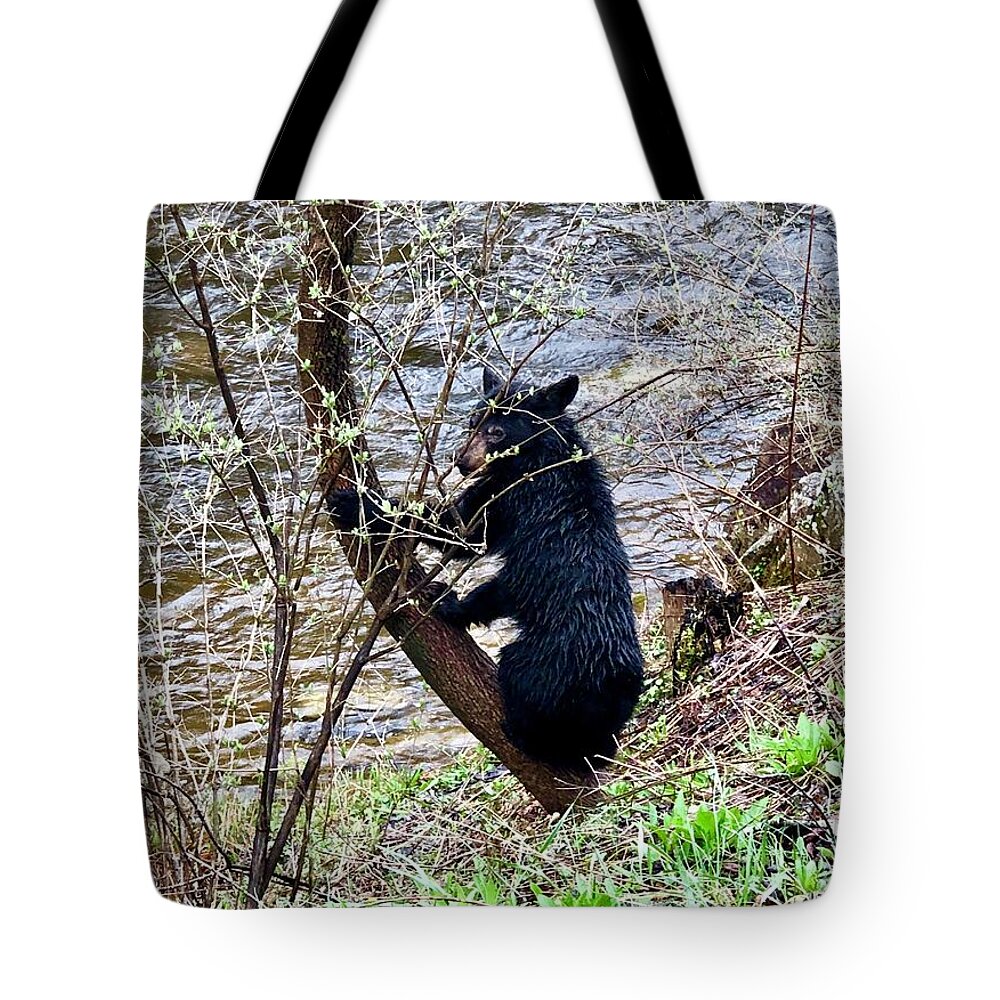 Bear Tote Bag featuring the photograph Cherry River Black Bear by Chris Berrier