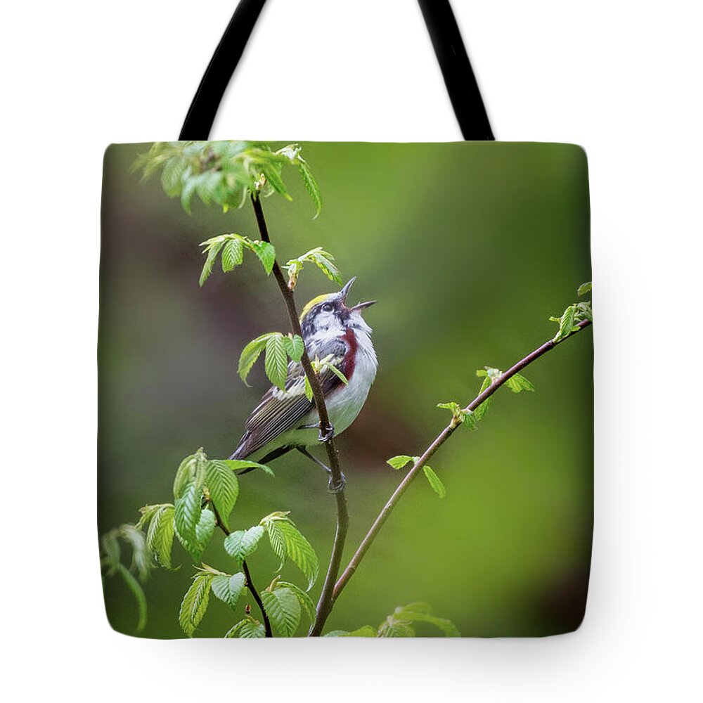 Chestnut Sided Warbler Tote Bag featuring the photograph Chestnut Sided Warbler Calling by Bill Wakeley