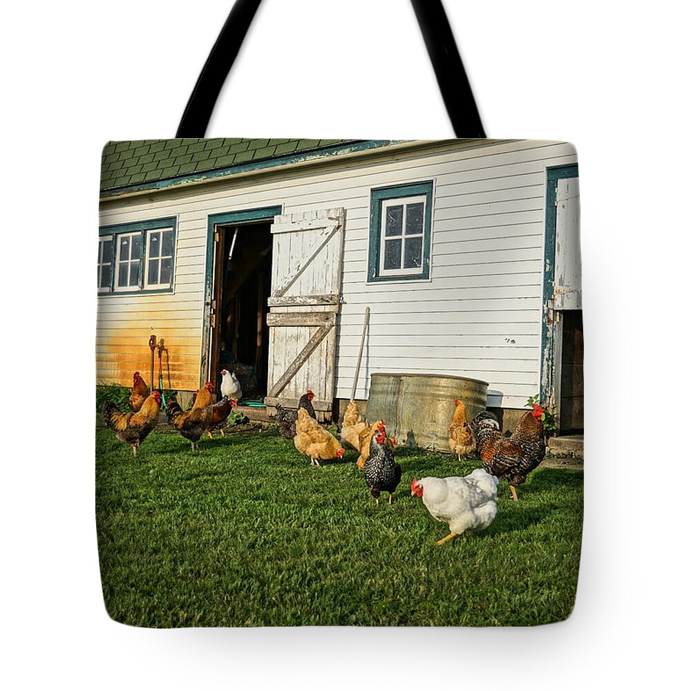 Chickens Tote Bag featuring the photograph Chickens By The Barn by Steven Clipperton
