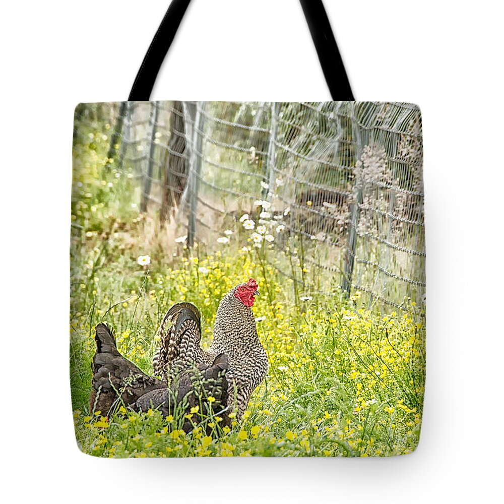 Agriculture Tote Bag featuring the photograph Chickens in the field by Debra Baldwin