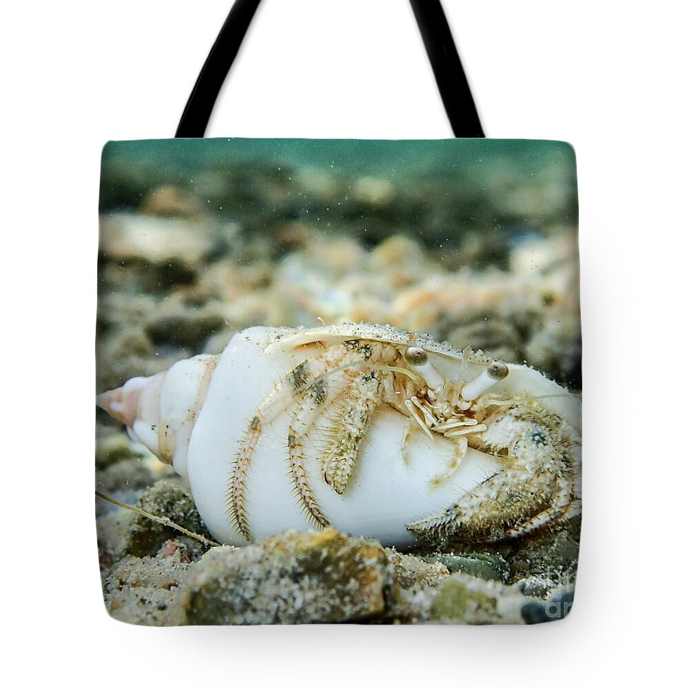 Animal Tote Bag featuring the photograph Chilling by Hannes Cmarits