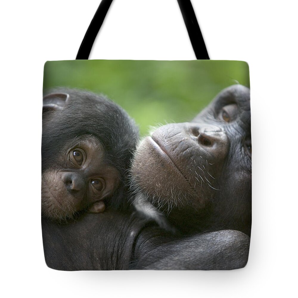 Mp Tote Bag featuring the photograph Chimpanzee Mother And Infant by Cyril Ruoso