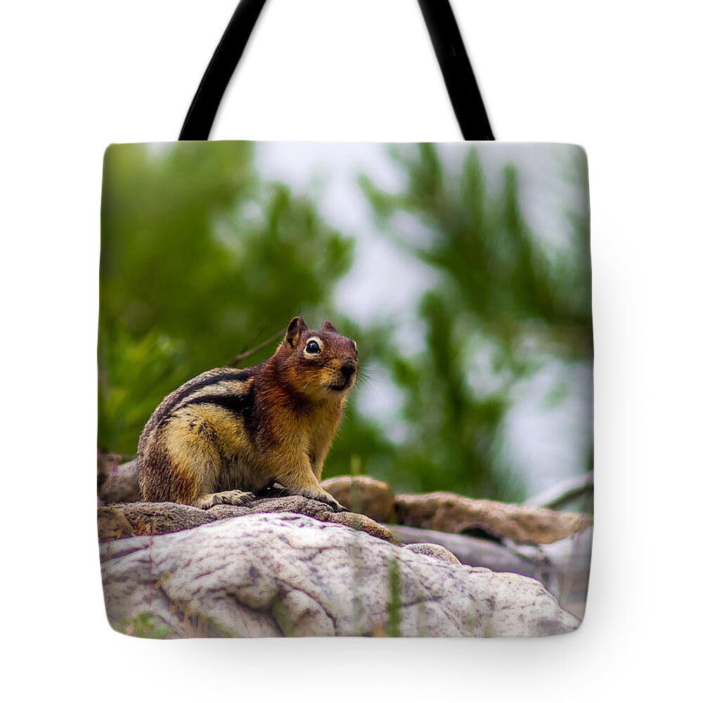 Chipmunk Tote Bag featuring the photograph Chipmunk - 1 by Thomas Nay