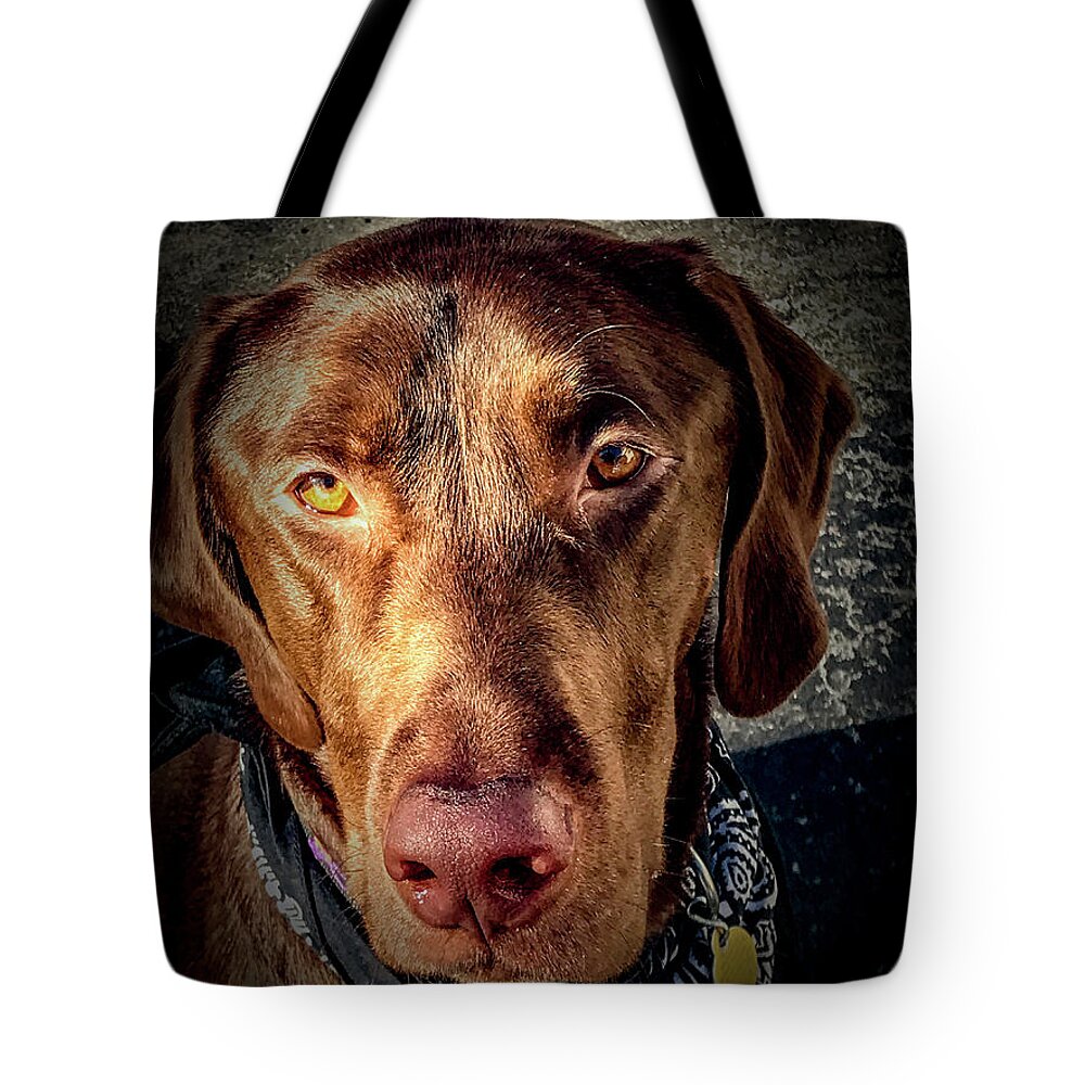 Animal Tote Bag featuring the photograph Chocolate Lab by William Norton