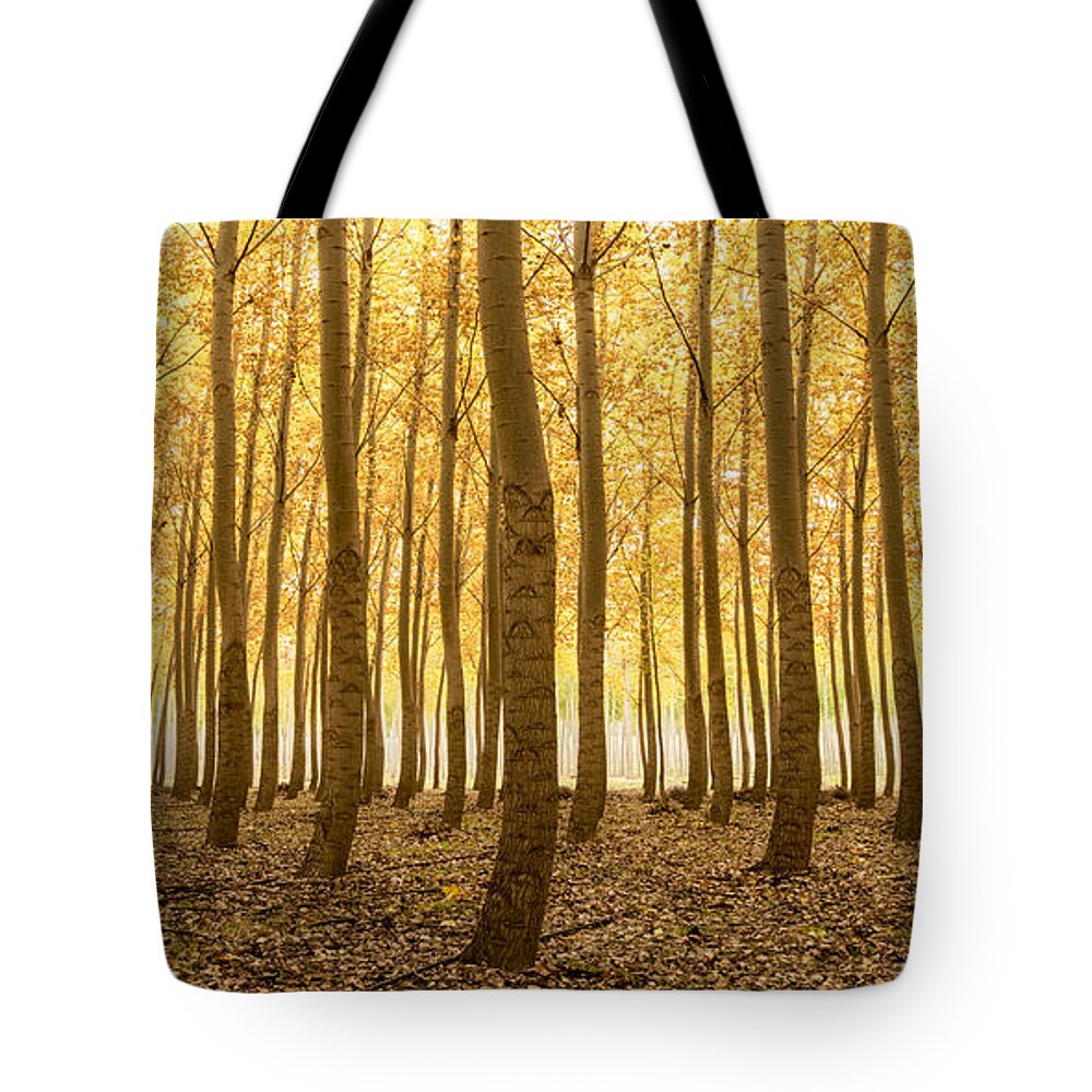 Path Tote Bag featuring the photograph Choices and Direction by Lori Grimmett