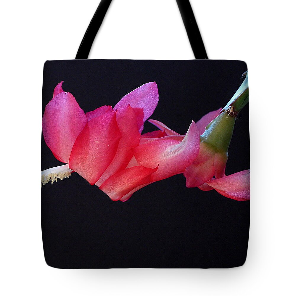 Christmas Tote Bag featuring the photograph Christmas Cactus on Black by Farol Tomson