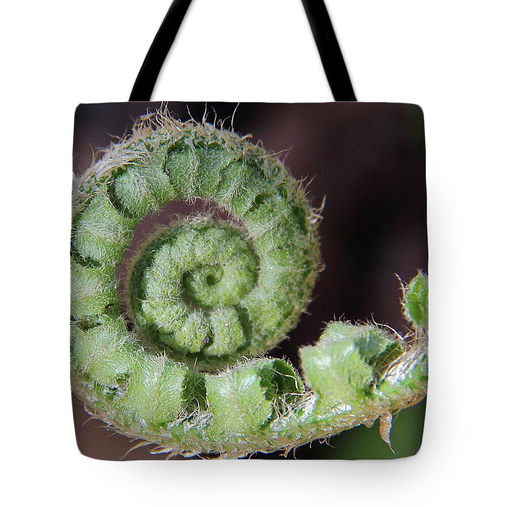 Christmas Fern Tote Bag featuring the photograph Christmas Fern by Allen Nice-Webb
