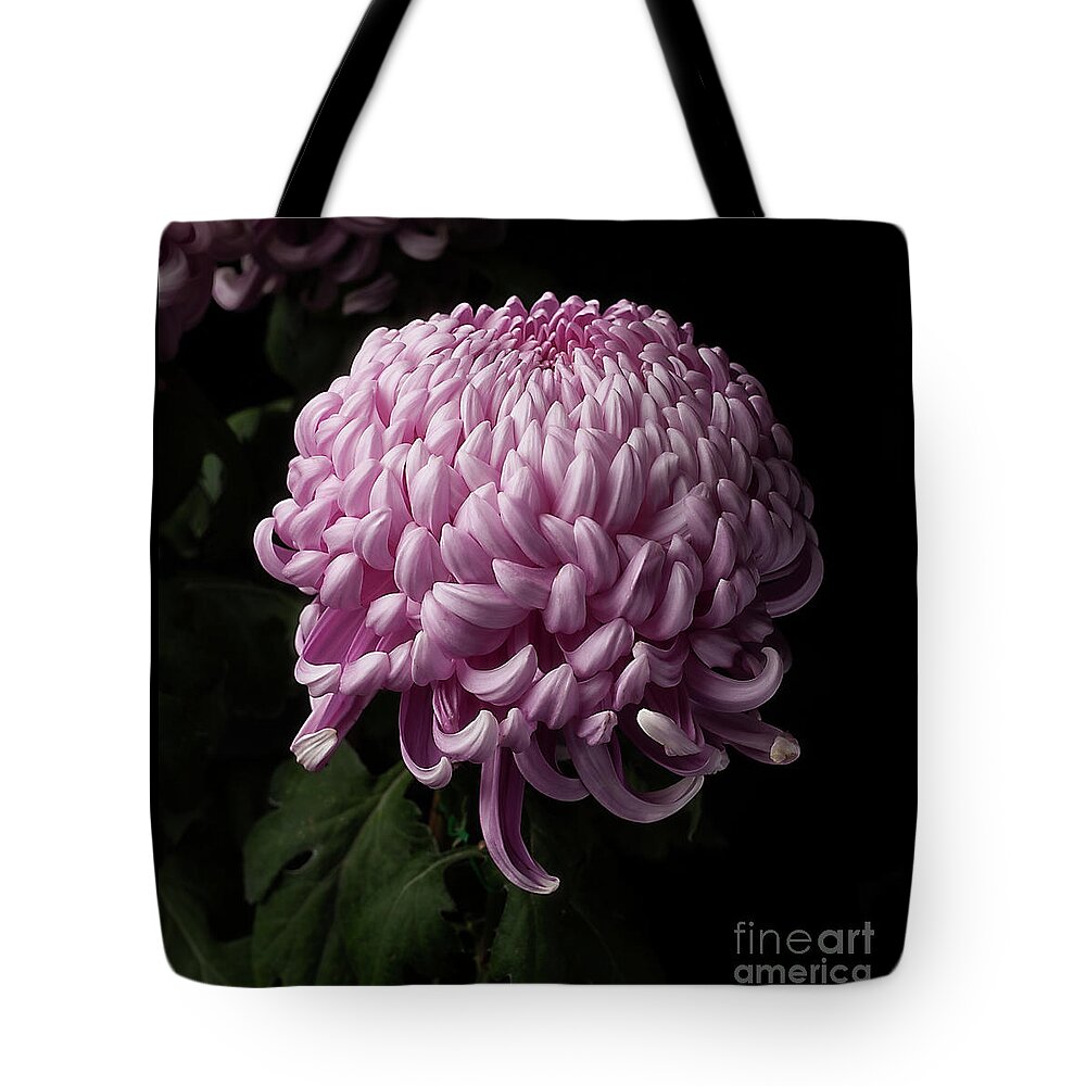 Flower Tote Bag featuring the photograph Chrysanthemum by Ann Jacobson