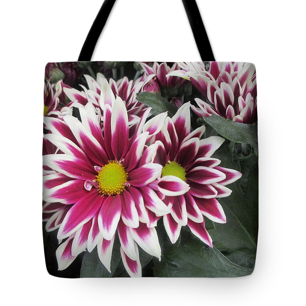 Chrysanthemum Tote Bag featuring the photograph Chrysanthemum by Jackie Russo