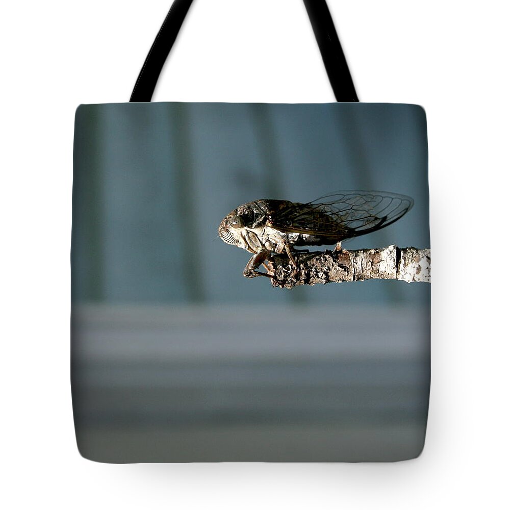 Cicada Tote Bag featuring the photograph Cicada by Cathy Harper