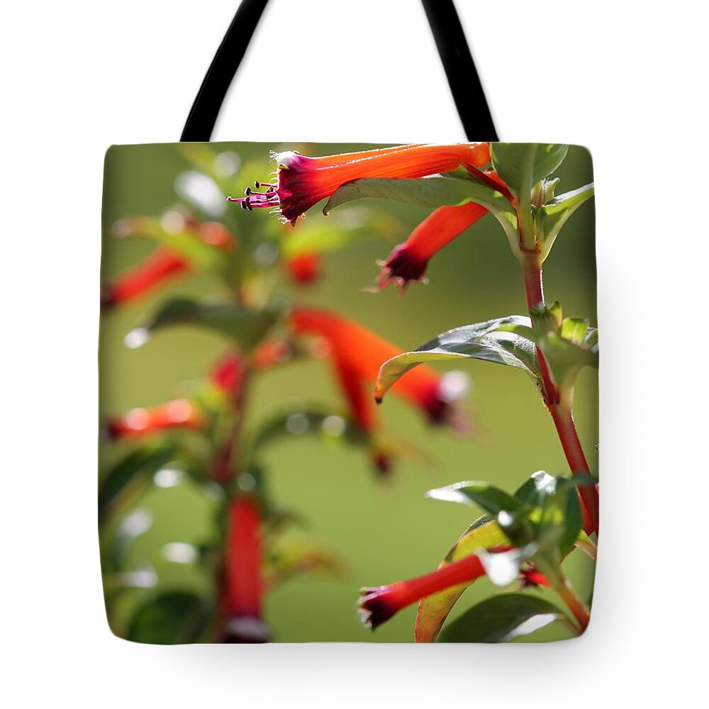 Mccombie Tote Bag featuring the photograph Cigar Flower named Dynamite by J McCombie