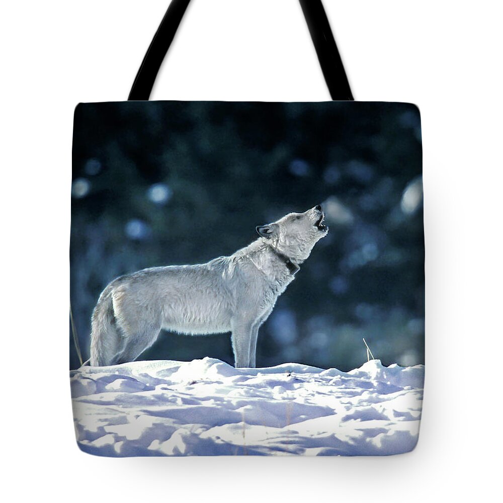 Mark Miller Photos Tote Bag featuring the photograph Cinderella Wolf 42F by Mark Miller