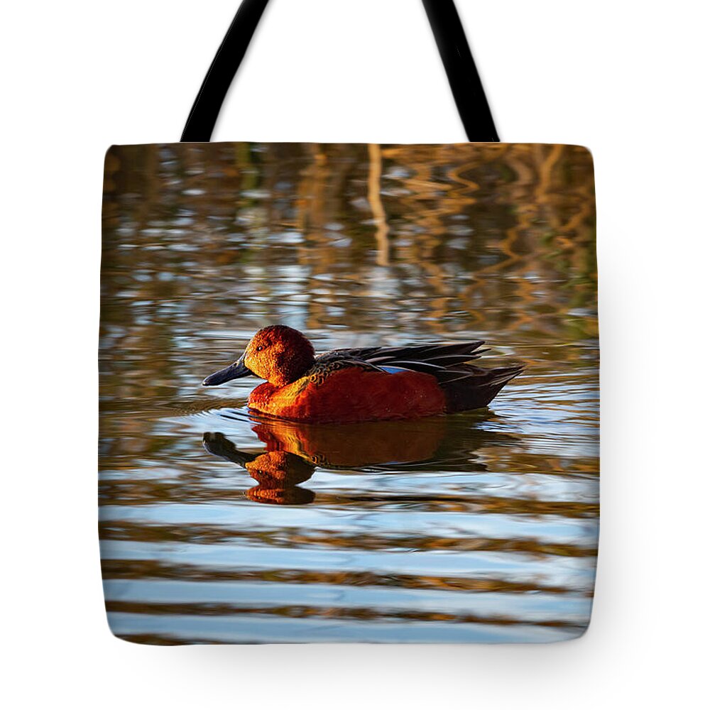 Mark Miller Photos Tote Bag featuring the photograph Cinnamon Teal in Golden Light by Mark Miller