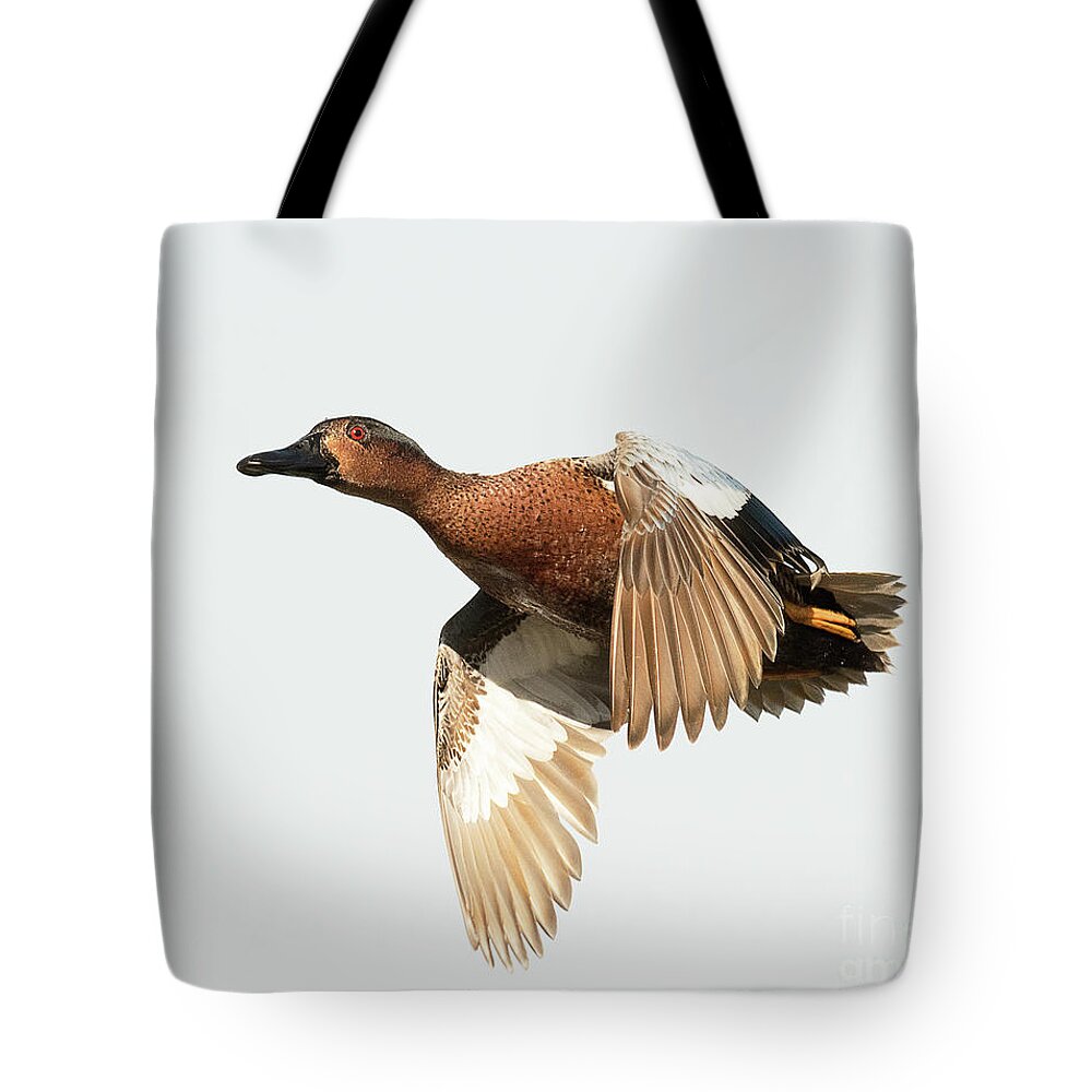Duck Tote Bag featuring the photograph Cinnamon Teal on the Wing by Dennis Hammer