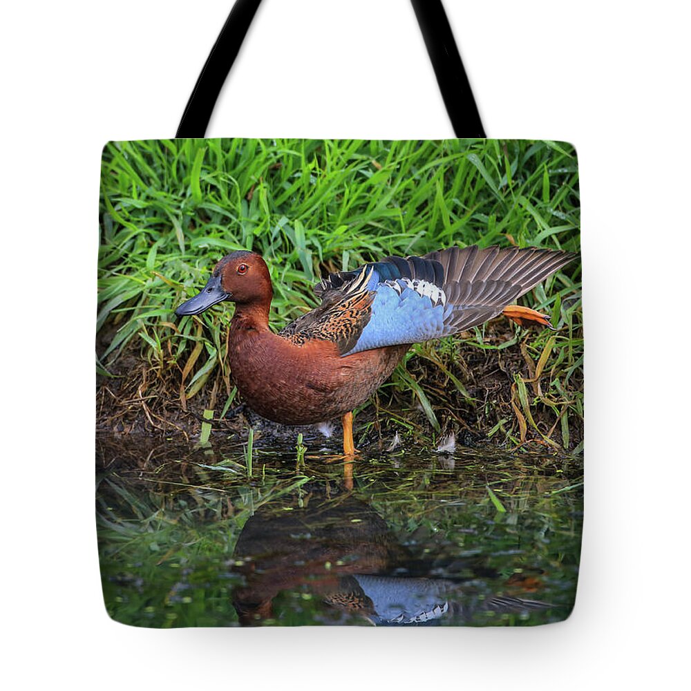 Sam Amato Photography Tote Bag featuring the photograph Cinnamon Teal Stretching by Sam Amato