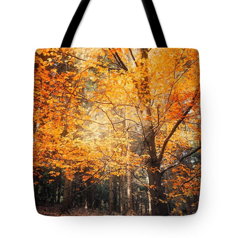 Trees Tote Bag featuring the photograph Circle of Life by Philippe Sainte-Laudy