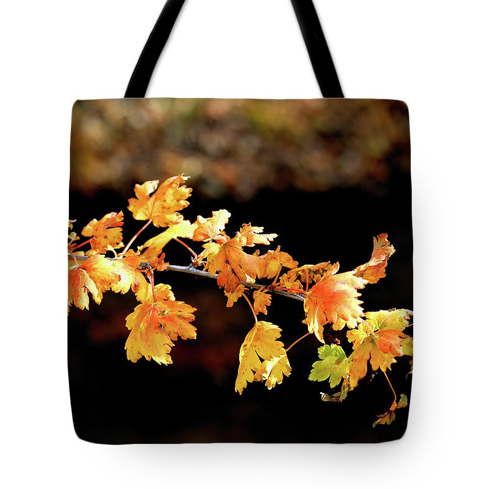 Autumn Tote Bag featuring the photograph Classic Colors by Ron Cline