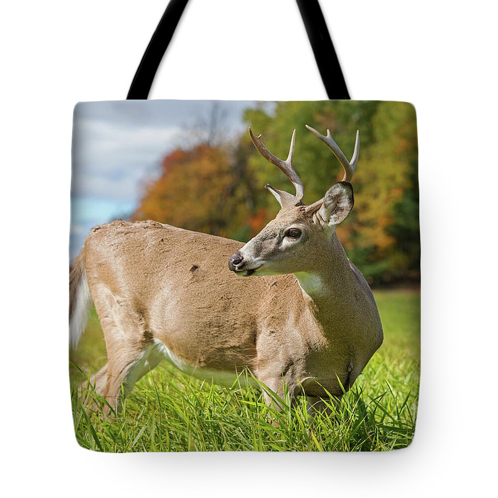Nina Stavlund Tote Bag featuring the photograph Classic Fall by Nina Stavlund