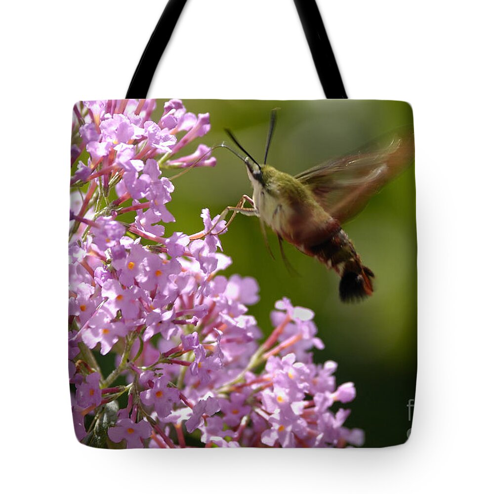 Hummingbird Clearwing Tote Bag featuring the photograph Clearwing Pink by Randy Bodkins