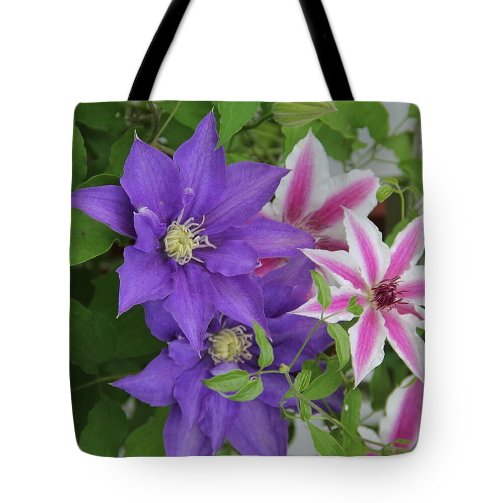 Clematis Tote Bag featuring the photograph Clematis Purple and Pink White by Allen Nice-Webb