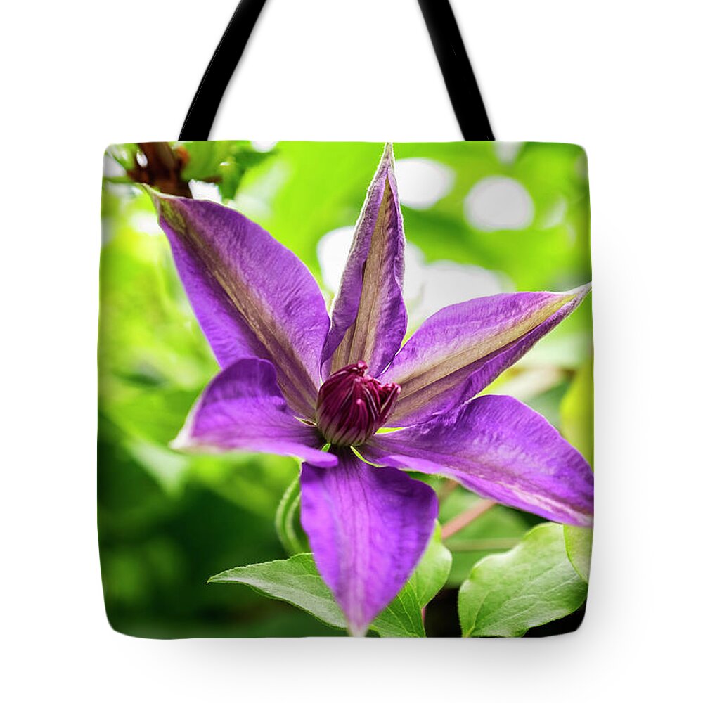 Clematis Vine Tote Bag featuring the photograph Clematis Vine II by Tom Singleton
