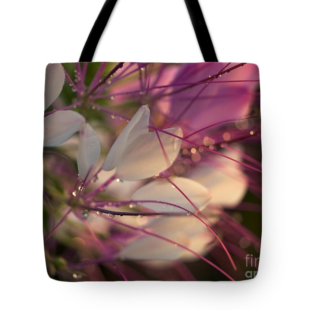Flower Tote Bag featuring the photograph Cleome Flower in the Morning by Rachel Morrison