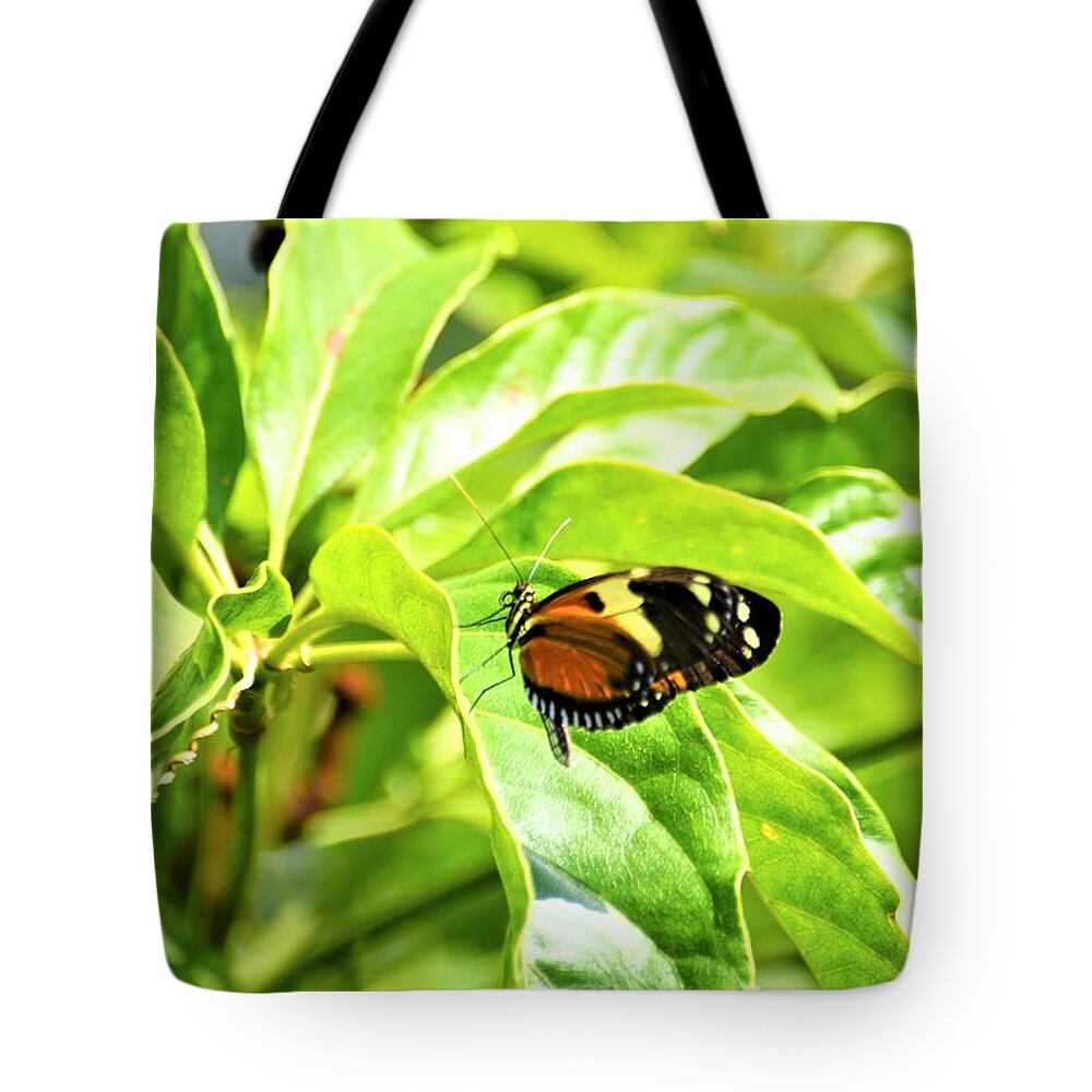 Cleveland Ohio Butterfly Tote Bag featuring the photograph Cleveland Butterflies3 by Merle Grenz