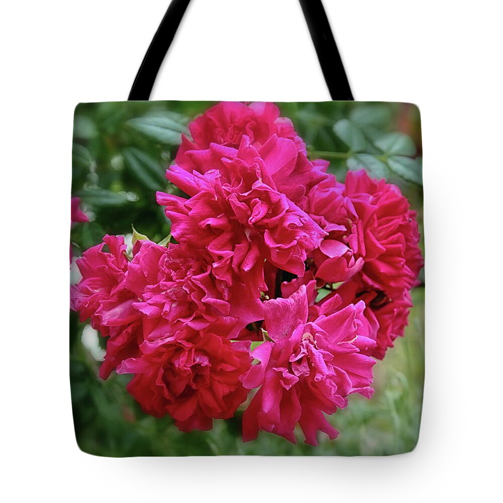 Red Roses Tote Bag featuring the photograph Climbing Red Rose by Jeff Townsend
