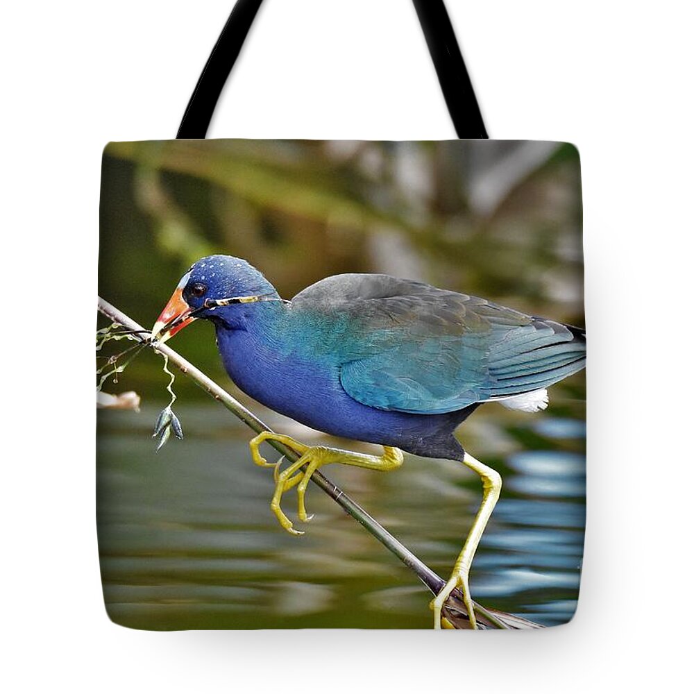Purple Gallinule Tote Bag featuring the photograph Climbing Up by Julie Adair