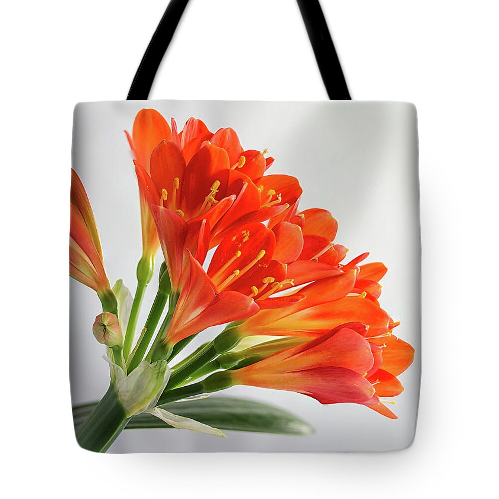 Orange Tote Bag featuring the photograph Clivia Miniata 3 by Shirley Mitchell