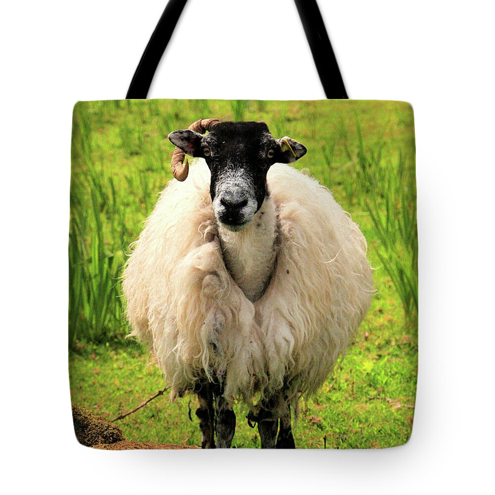 Sheep Tote Bag featuring the photograph Cloghane Baaadass by Mark Callanan