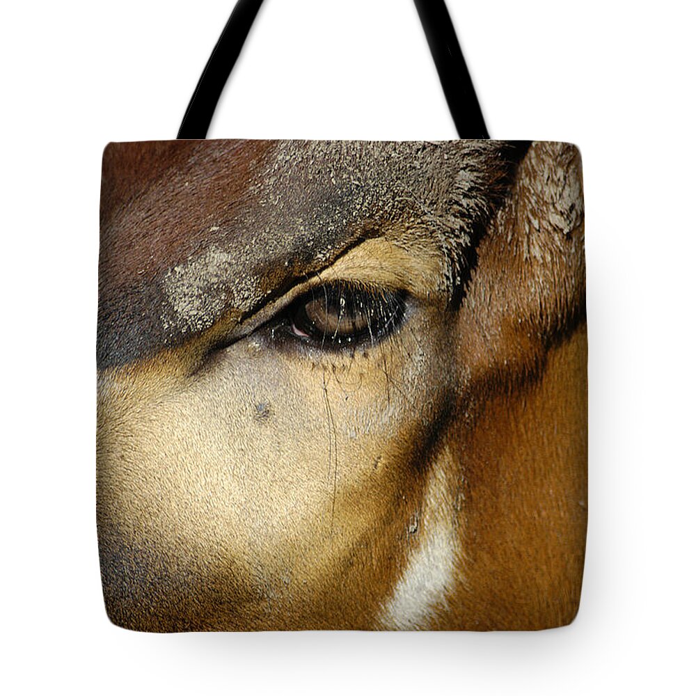 Memphis Zoo Tote Bag featuring the photograph Close Encounter by DArcy Evans
