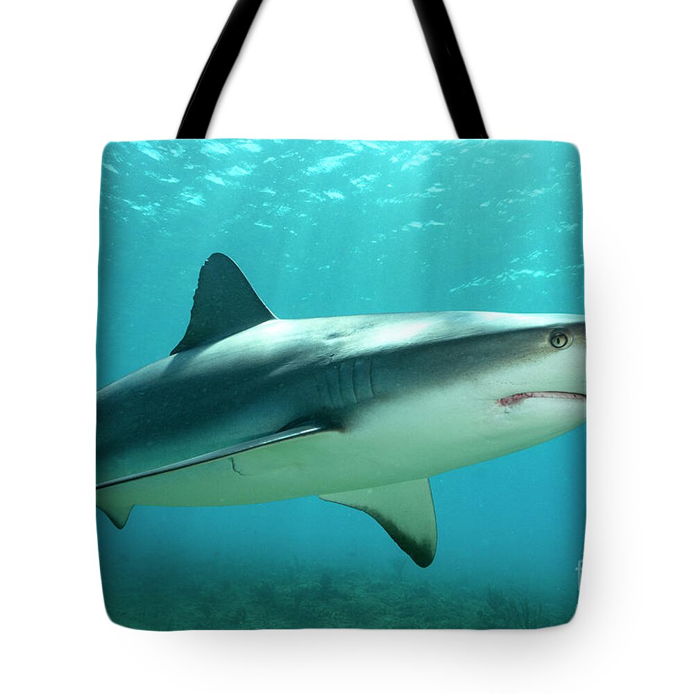 Caribbean Reef Shark. Carcharhinus Perezi Tote Bag featuring the photograph Close Pass by Aaron Whittemore