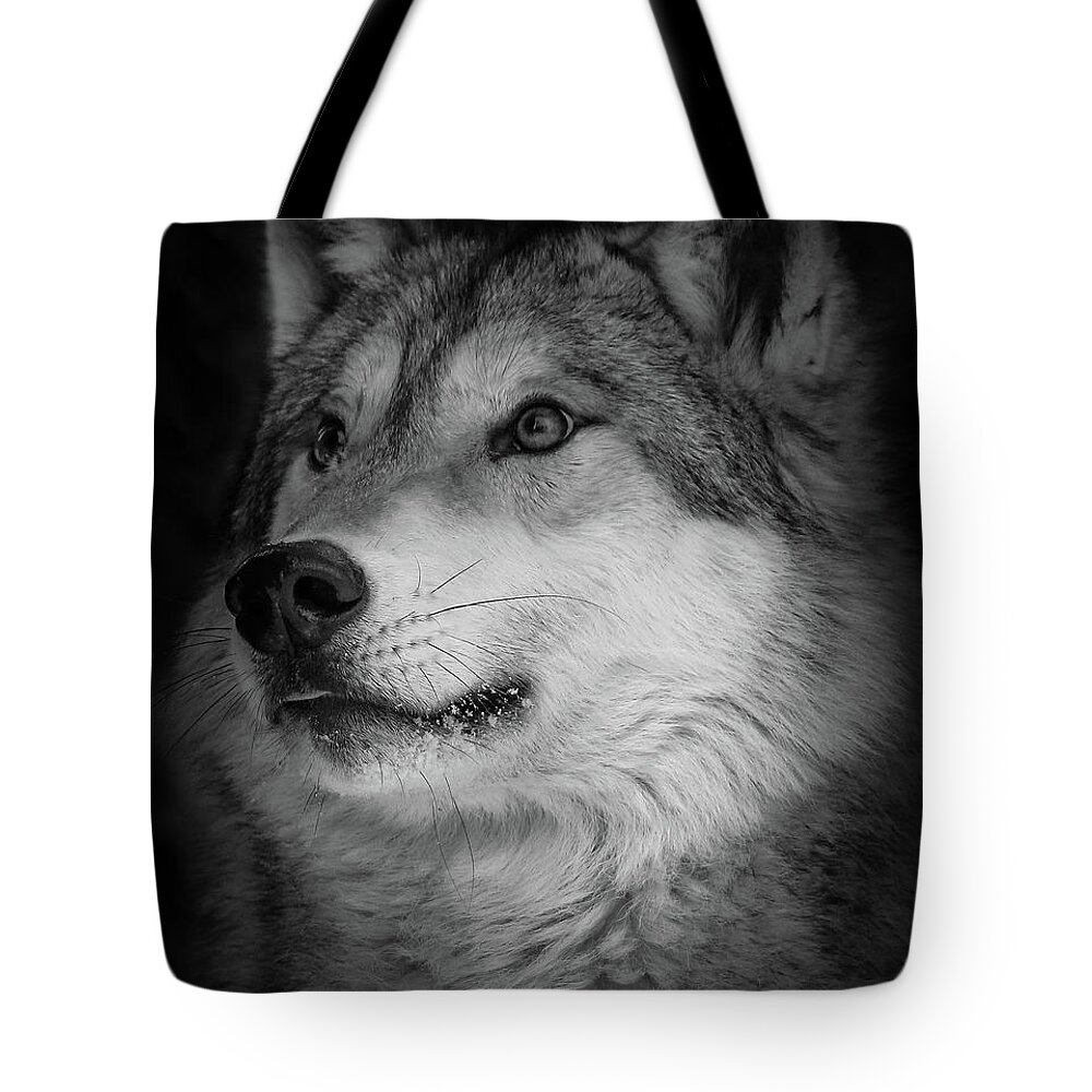 Wolf Tote Bag featuring the photograph Close Up Gray Wolf by Athena Mckinzie